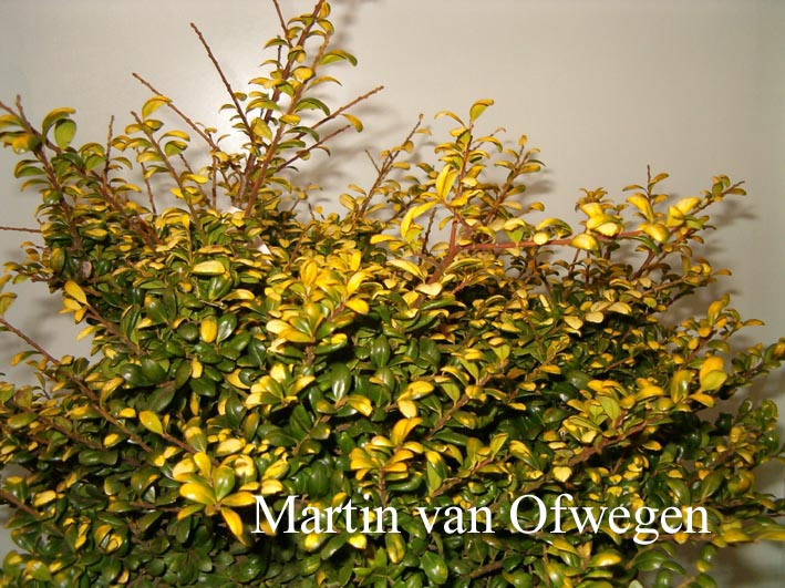 Plantentuin Esveld