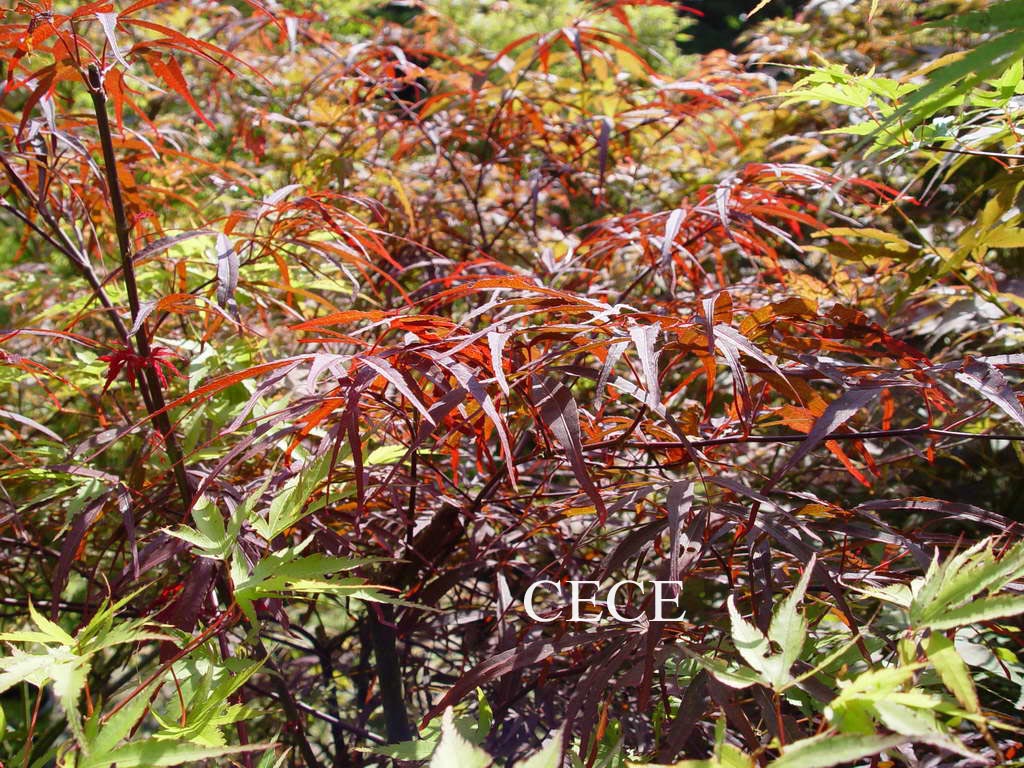 Acer palmatum 'Greenthumb North-Carolina Red'