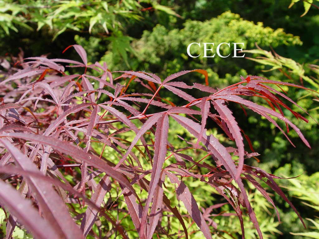 Acer palmatum 'Greenthumb North-Carolina Red'