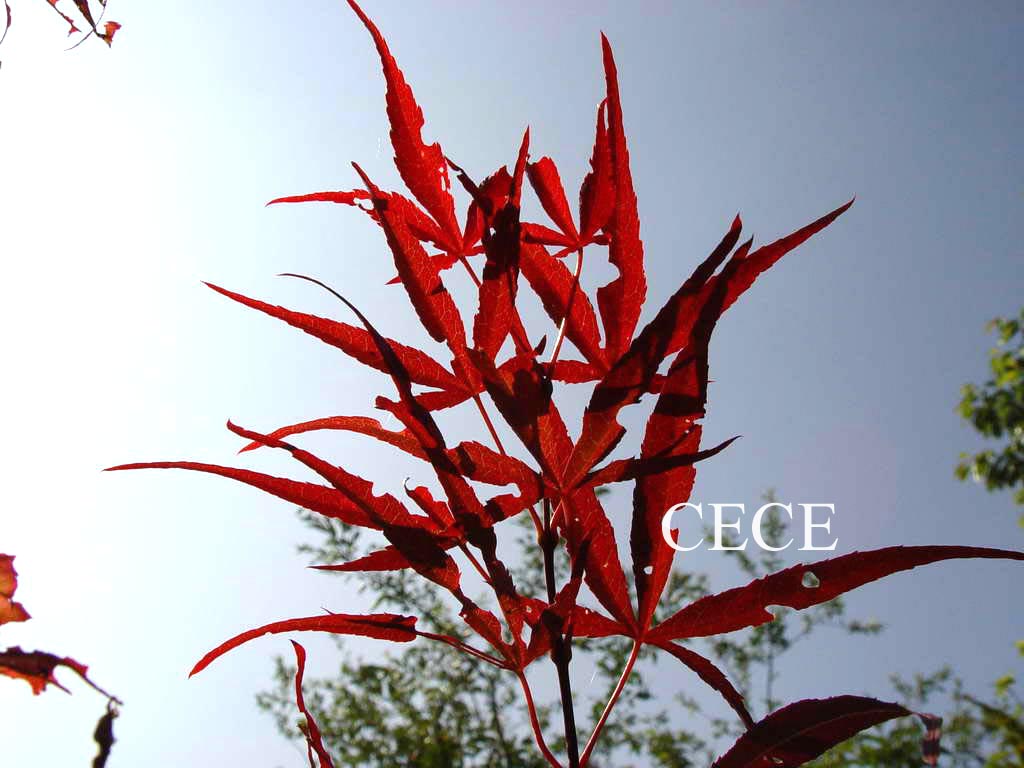 Acer palmatum 'Greenthumb North-Carolina Red'