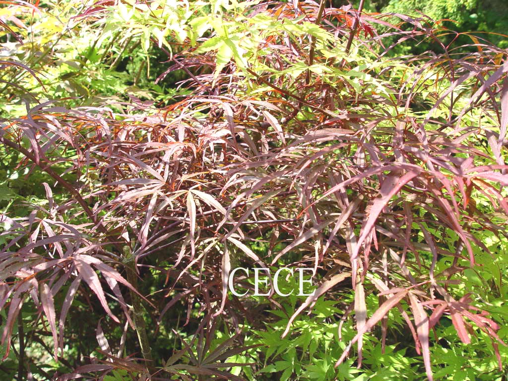 Acer palmatum 'Greenthumb North-Carolina Red'