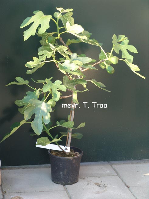 Ficus carica 'Bornholms Diamant'