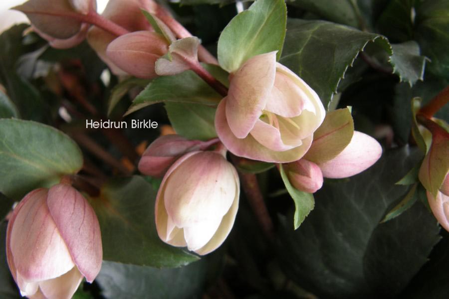 Helleborus 'Angel Glow'
