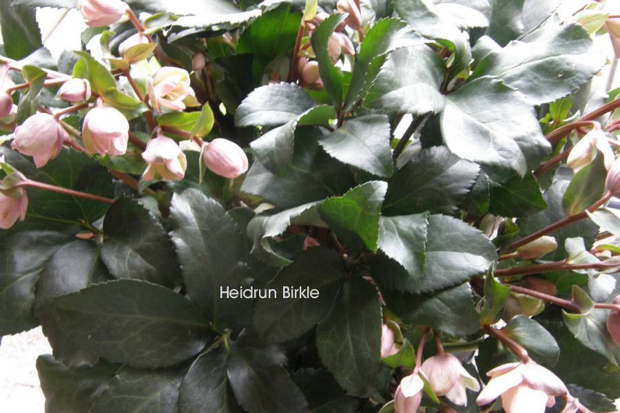 Helleborus 'Angel Glow'