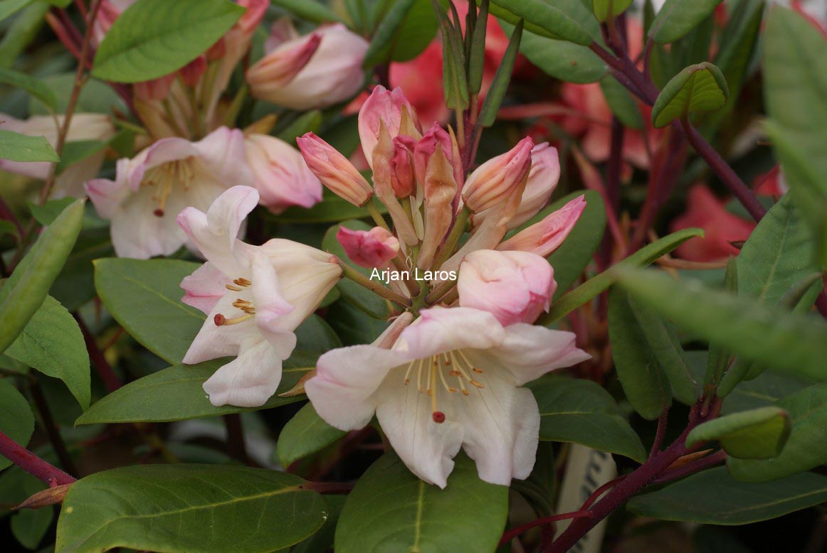Rhododendron 'Blueshine Girl'