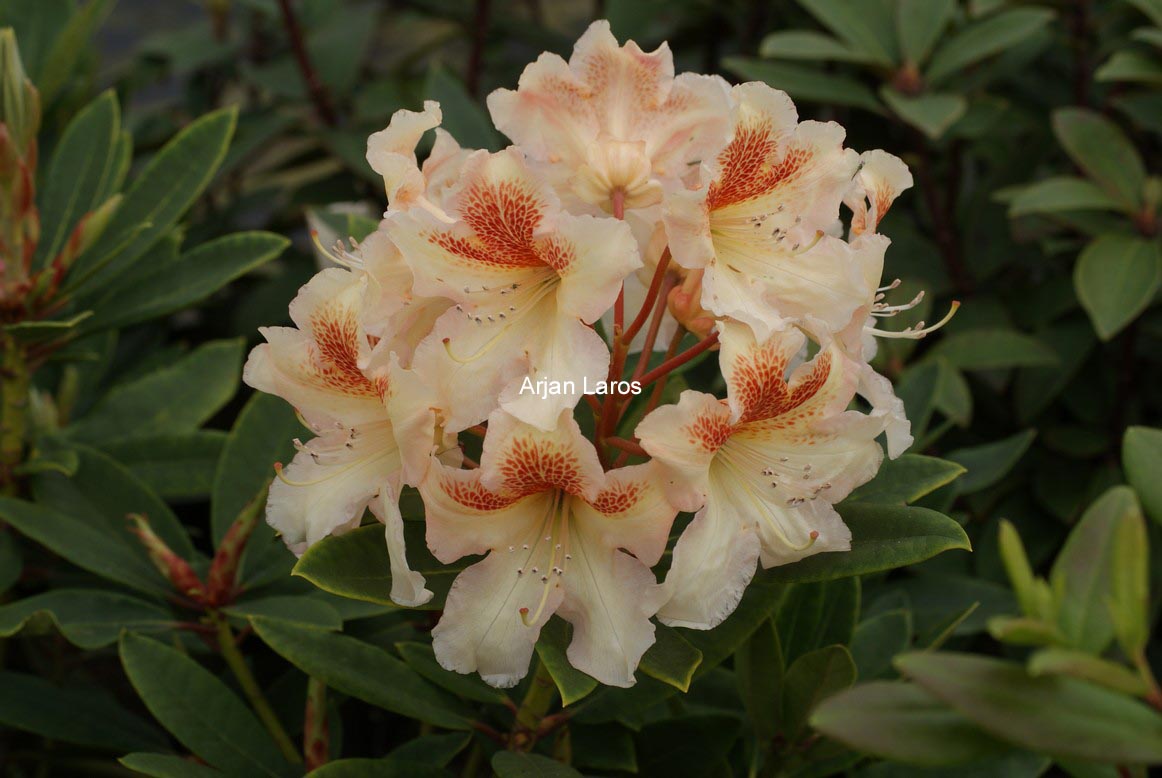 Rhododendron 'Bernstein'