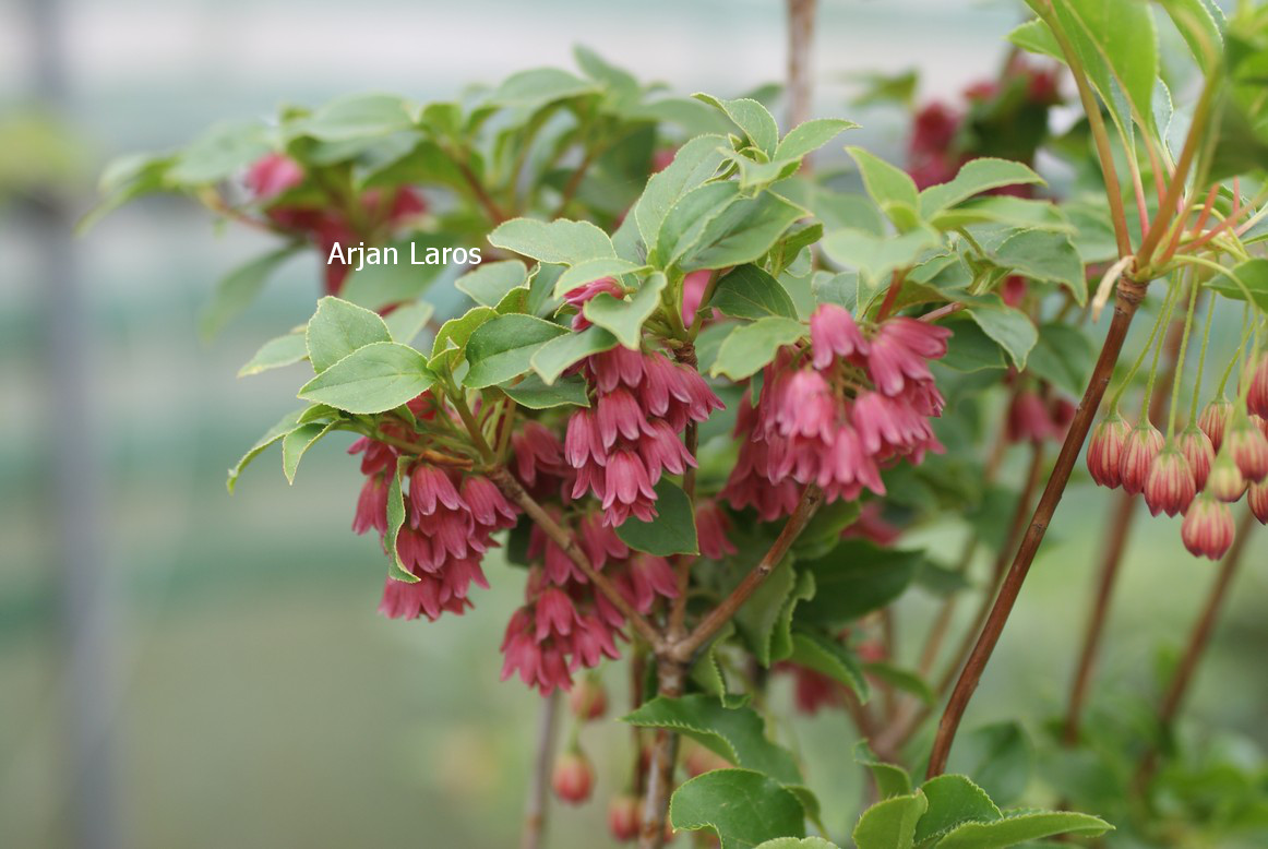 Enkianthus campanulatus var. palibinii