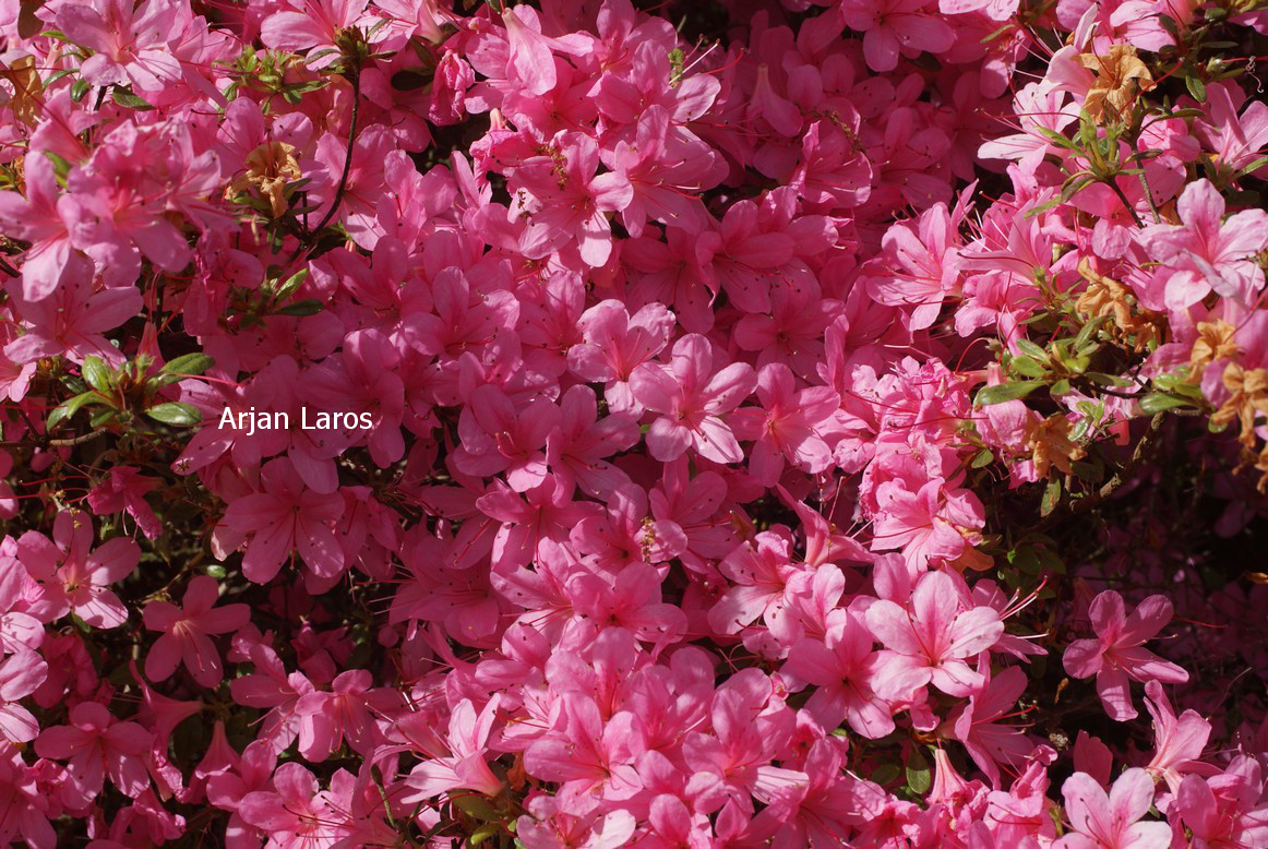 Azalea 'Hino mayo'