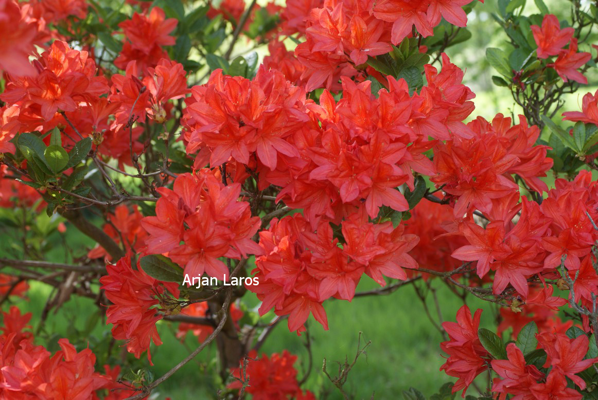 Azalea 'Koster's Brilliant Red'