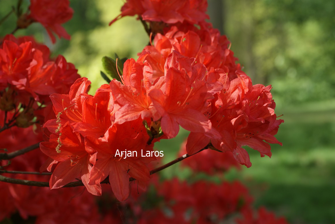Azalea 'Koster's Brilliant Red'