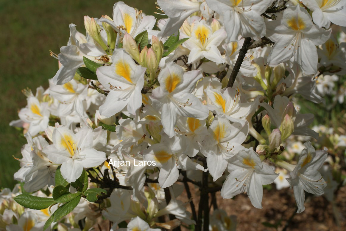 Azalea 'Persil'