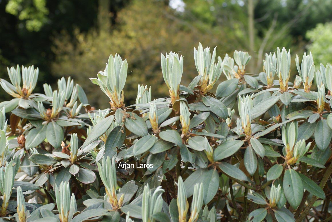 Rhododendron traillianum