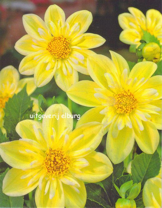 Dahlia 'Claire de Lune'