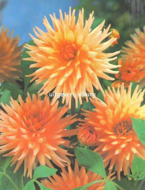 Dahlia 'Preference'