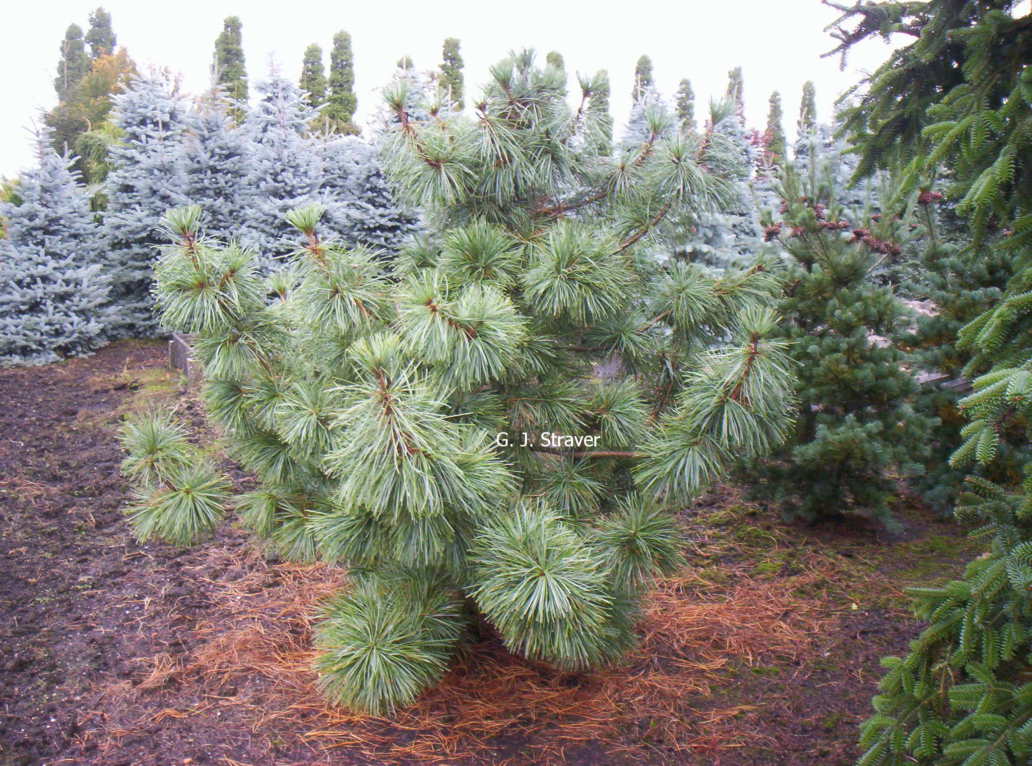 Pinus koraiensis 'Silveray'
