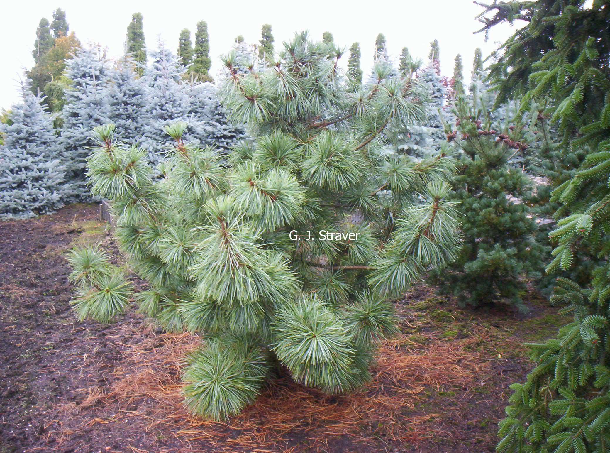 Pinus koraiensis 'Silveray'