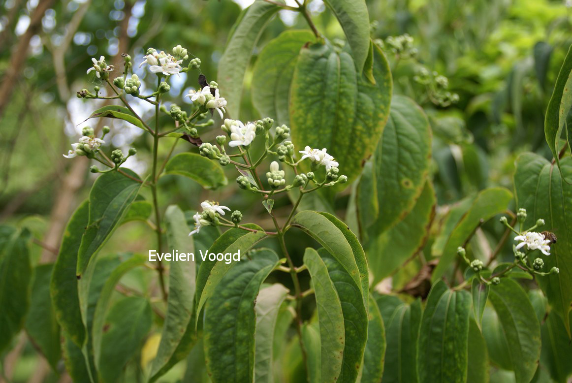 Heptacodium miconioides