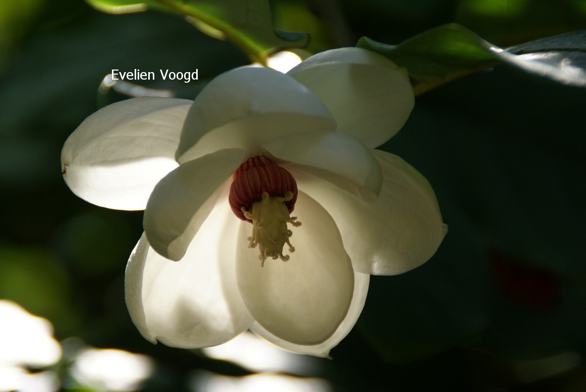 Magnolia sieboldii ssp. sinensis