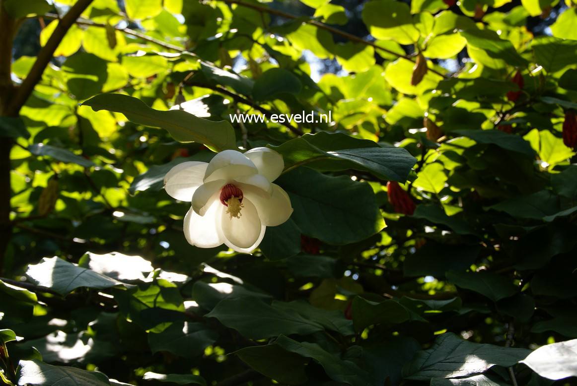 Magnolia sieboldii ssp. sinensis