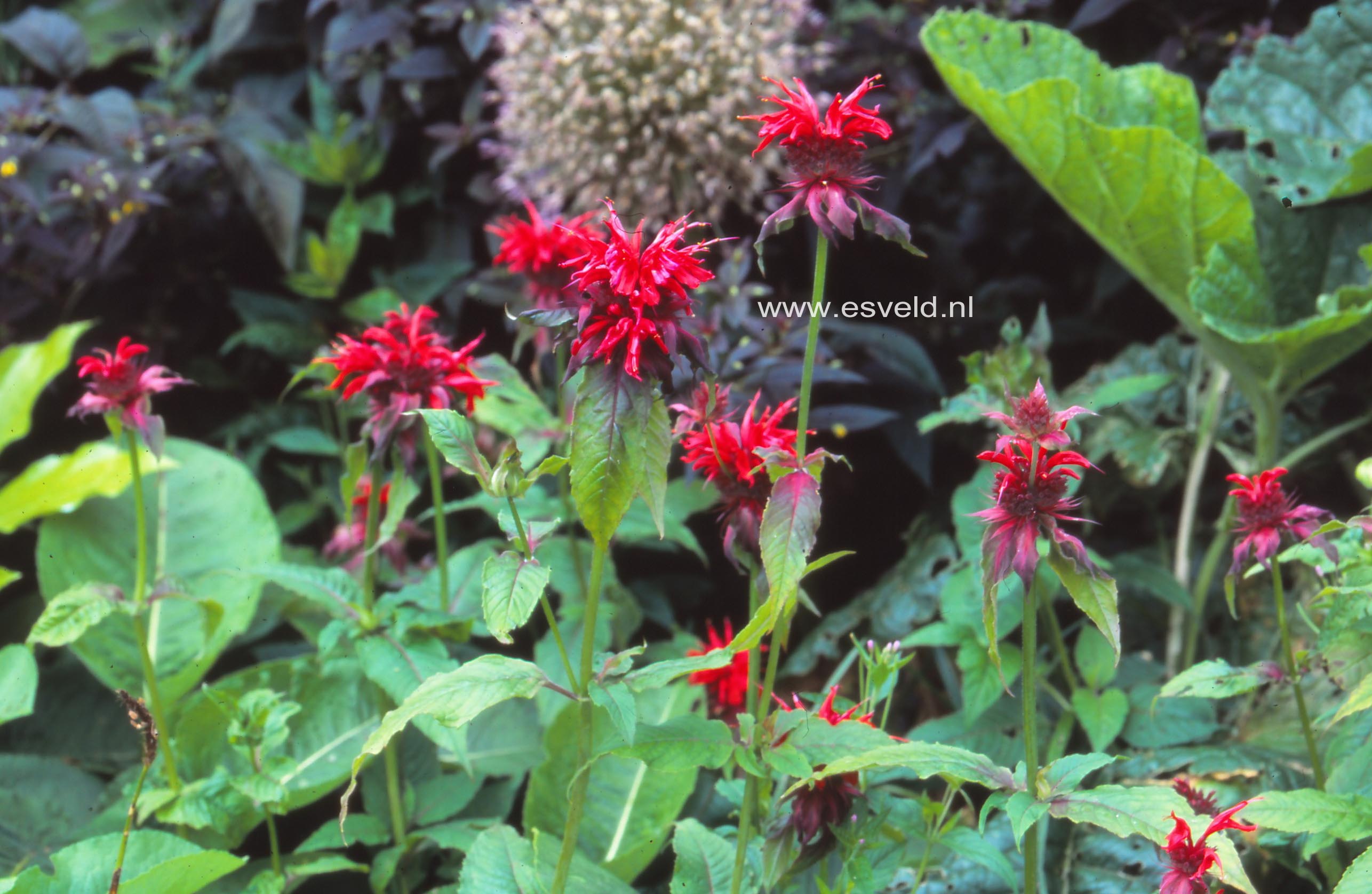 Monarda 'Adam'