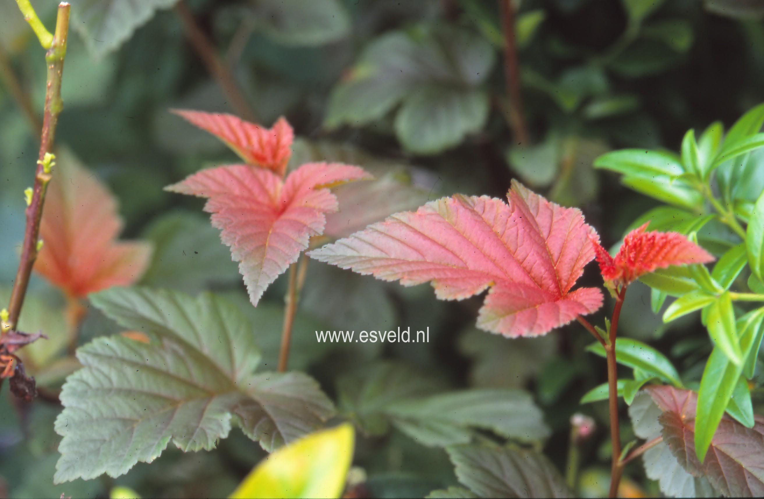 Physocarpus opulifolius 'Andre'