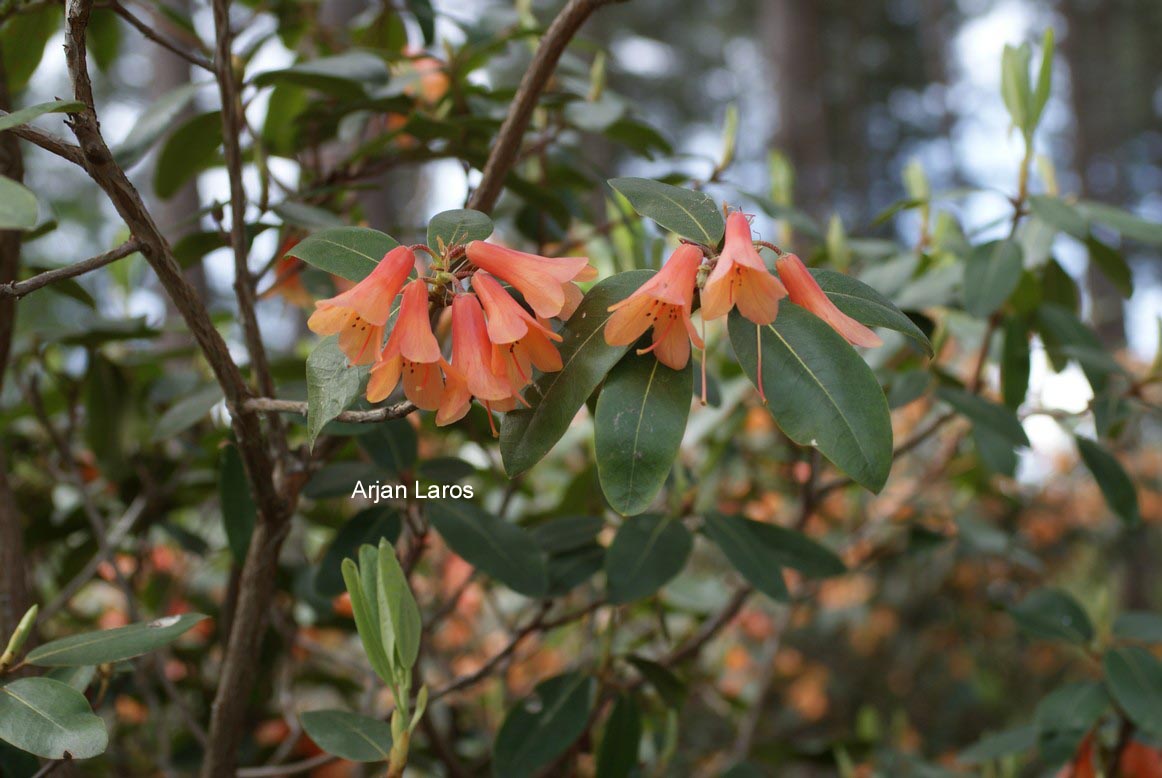 Rhododendron cinnabarinum
