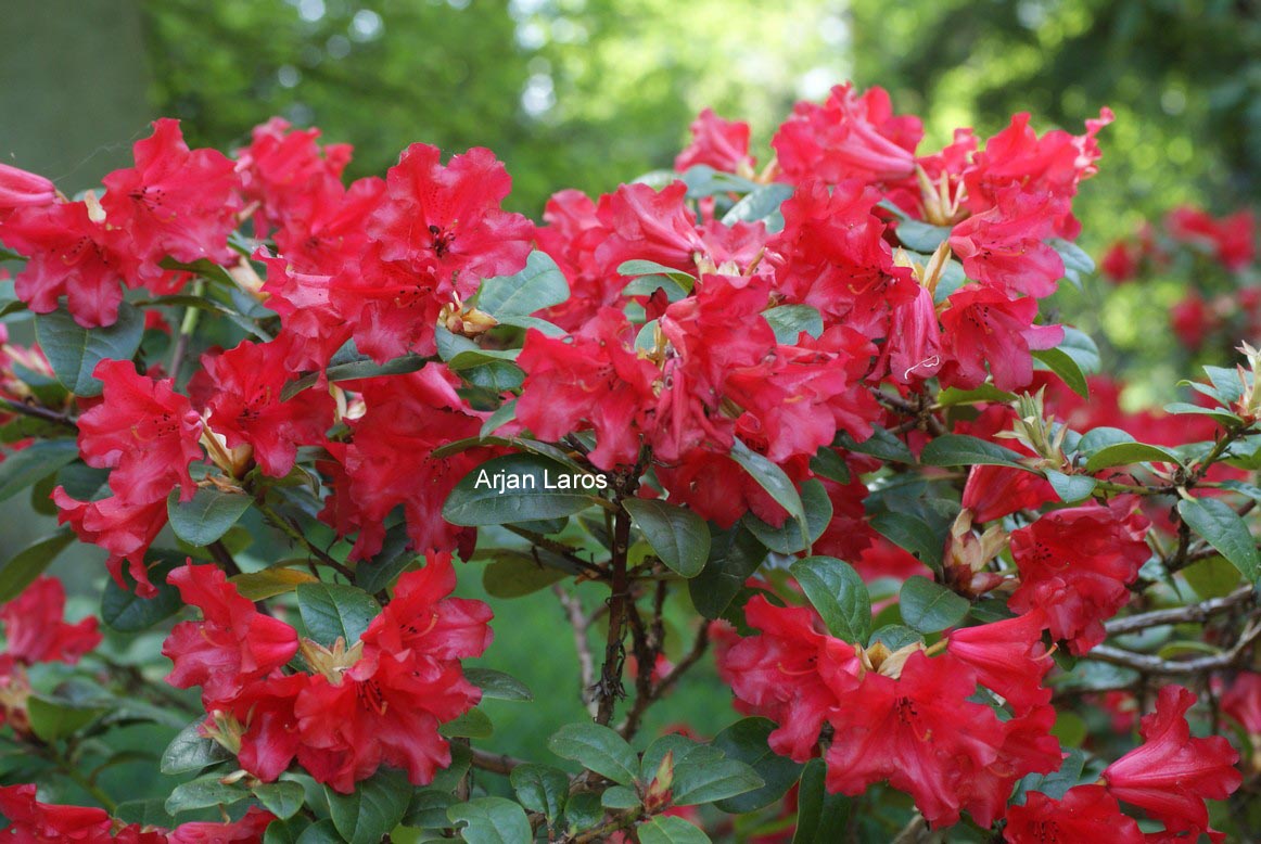 Rhododendron 'Scarlet Wonder'