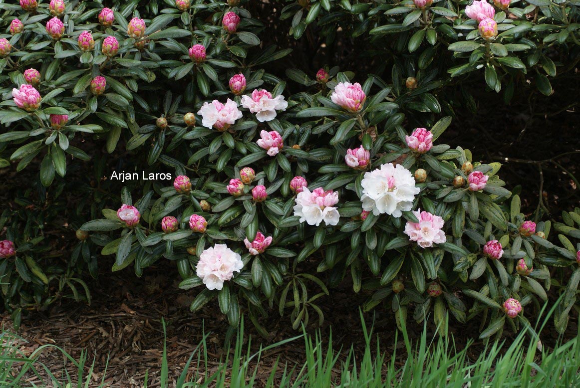 Rhododendron yakushimanum