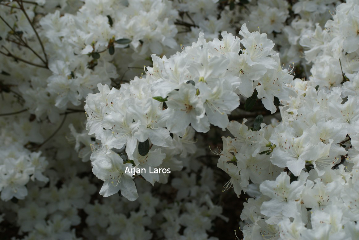 Azalea 'Schneeglanz'