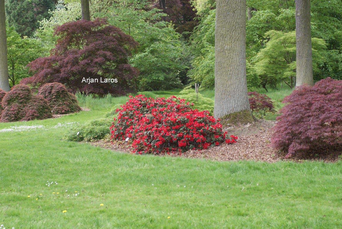 Rhododendron 'Bengal'