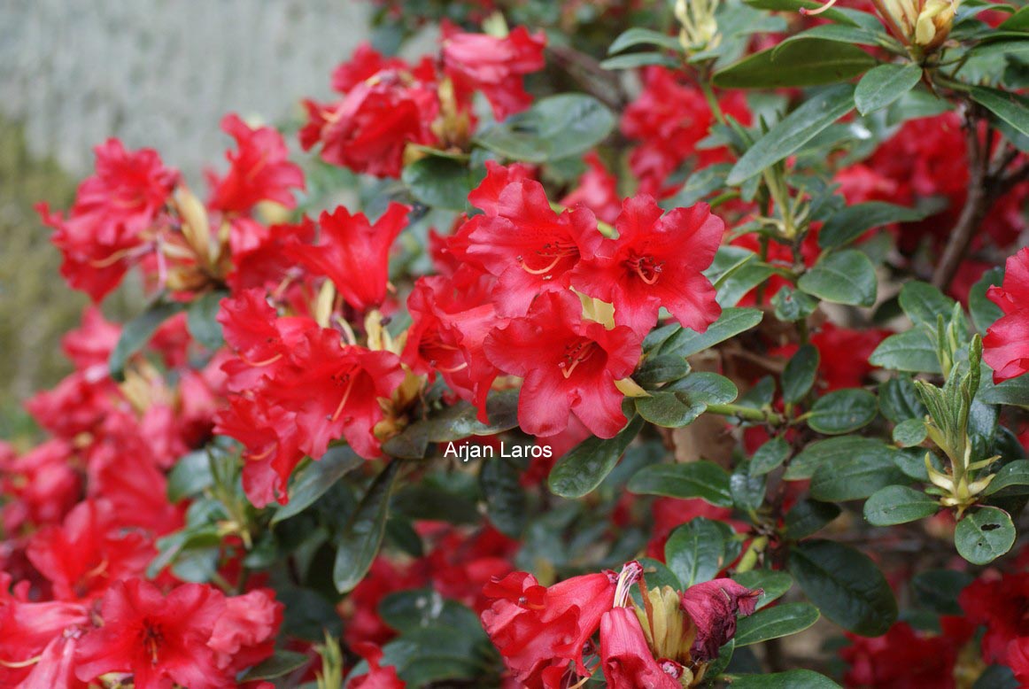 Rhododendron 'Bengal'