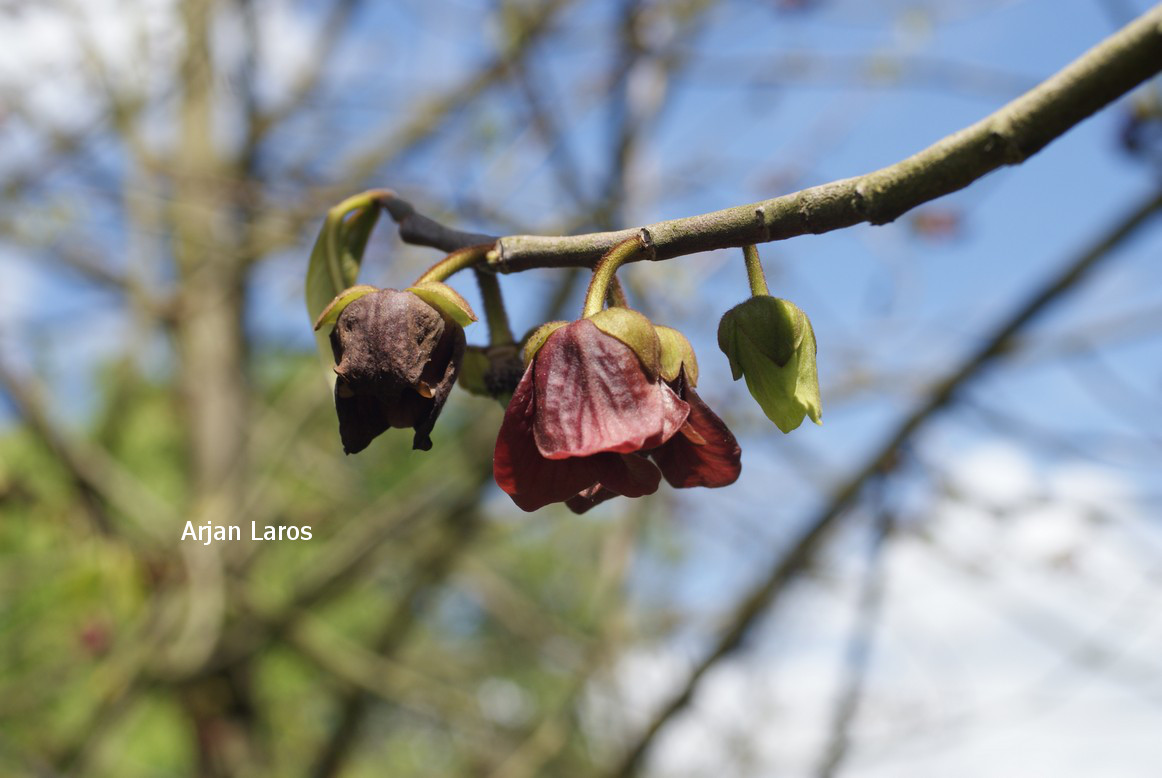 Asimina triloba