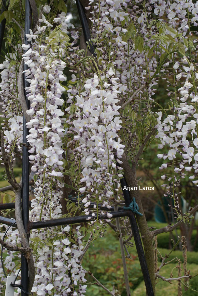 Wisteria floribunda 'Kimono'