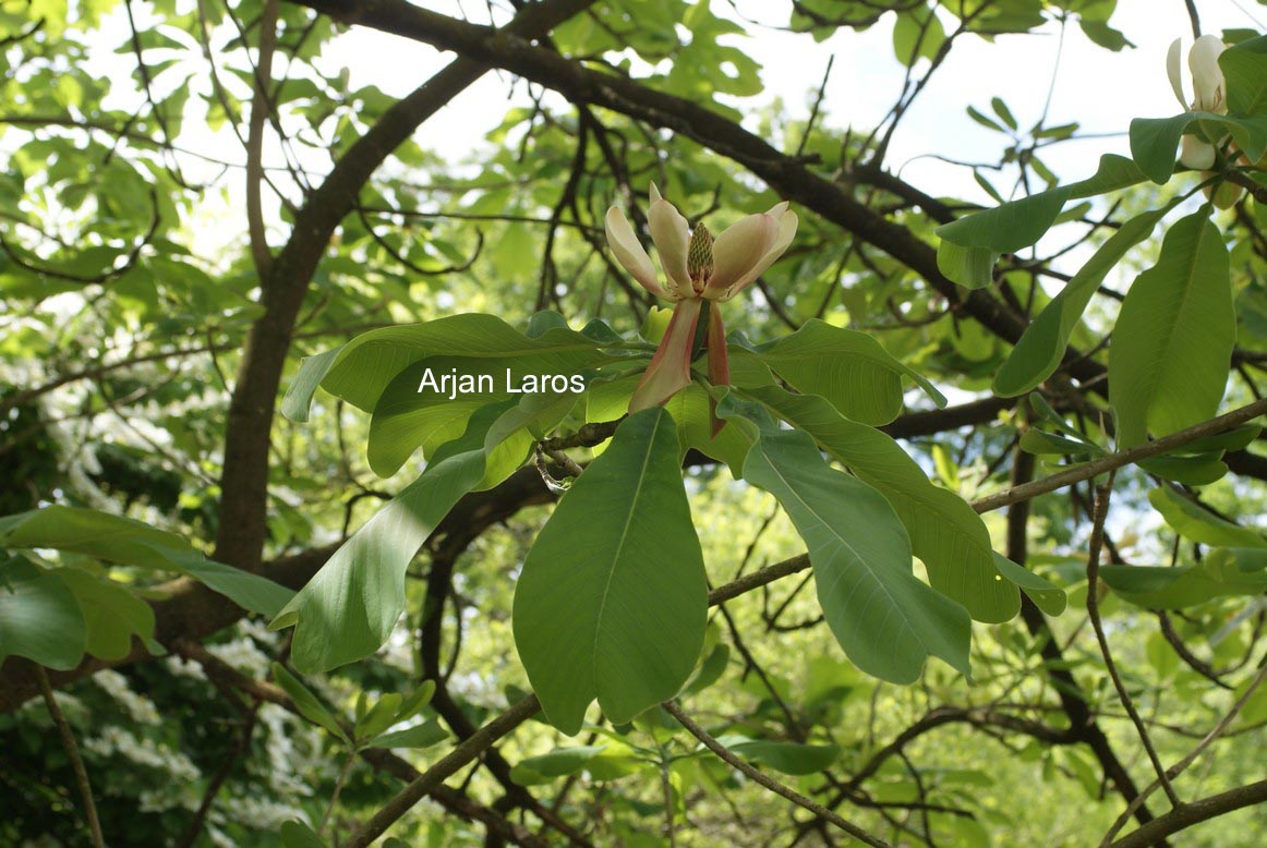 Magnolia officinalis biloba