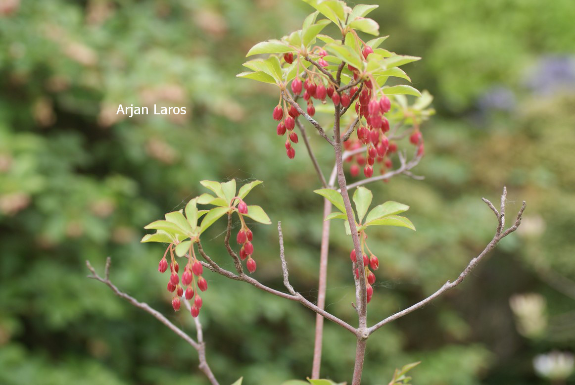 Enkianthus cernuus rubens