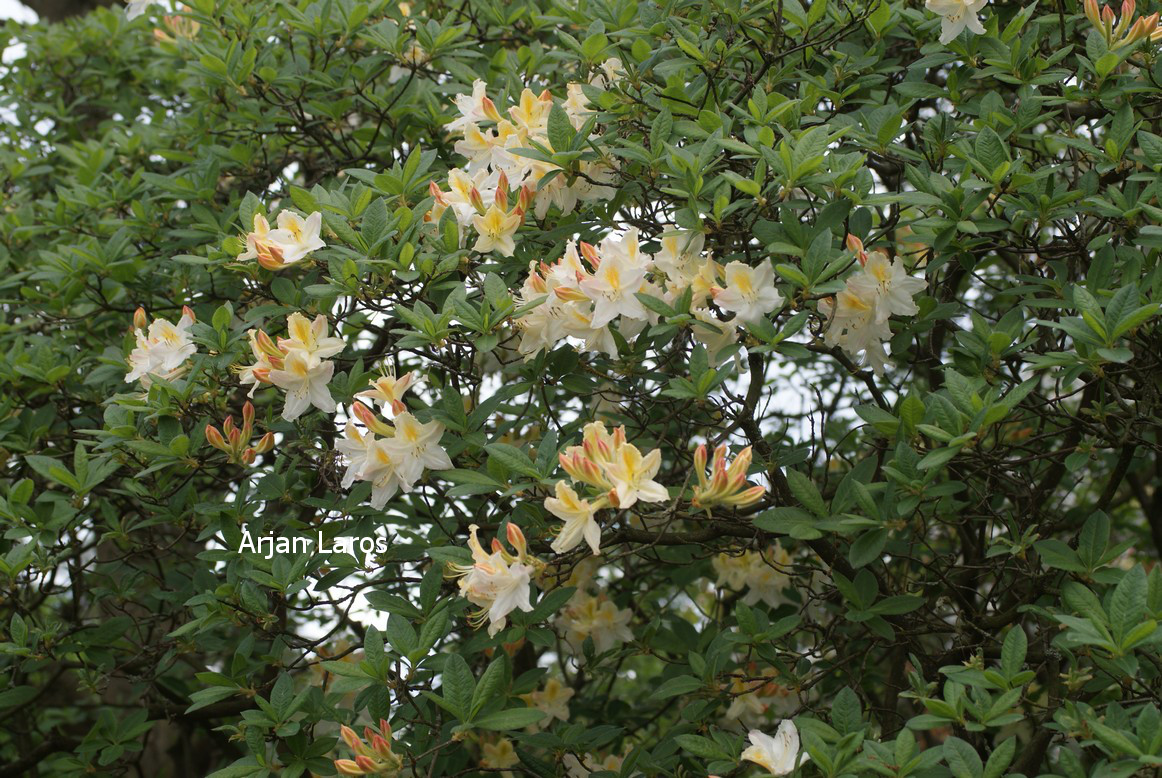 Azalea 'Daviesii'