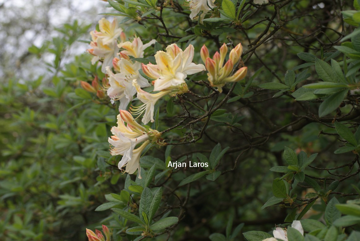 Azalea 'Daviesii'