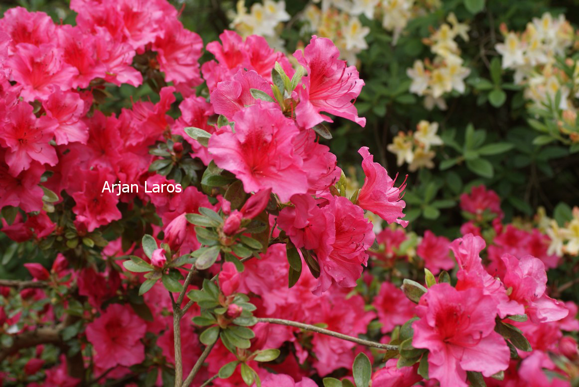 Azalea 'Vuyk's Rosyred'