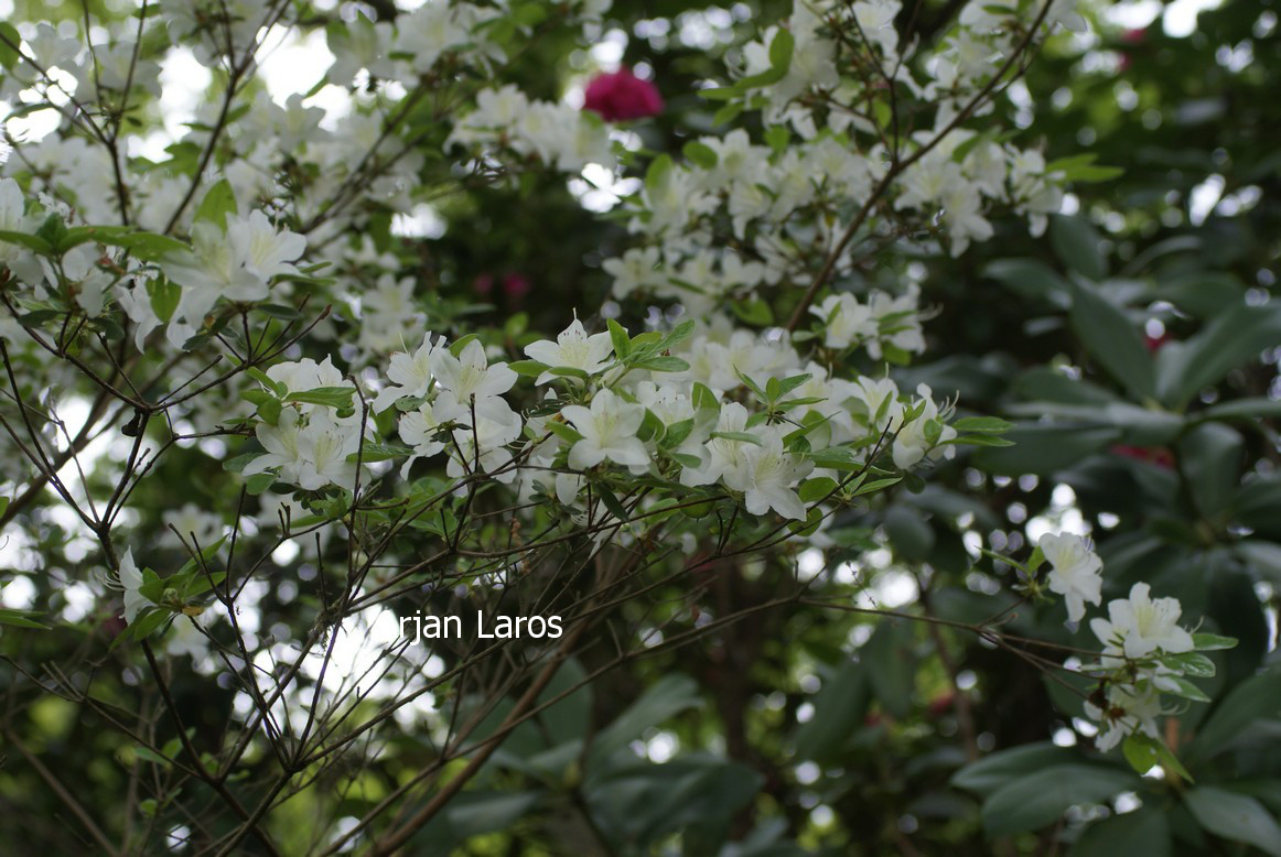 Azalea 'Palestrina'