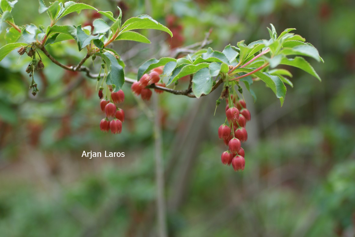 Enkianthus cernuus rubens