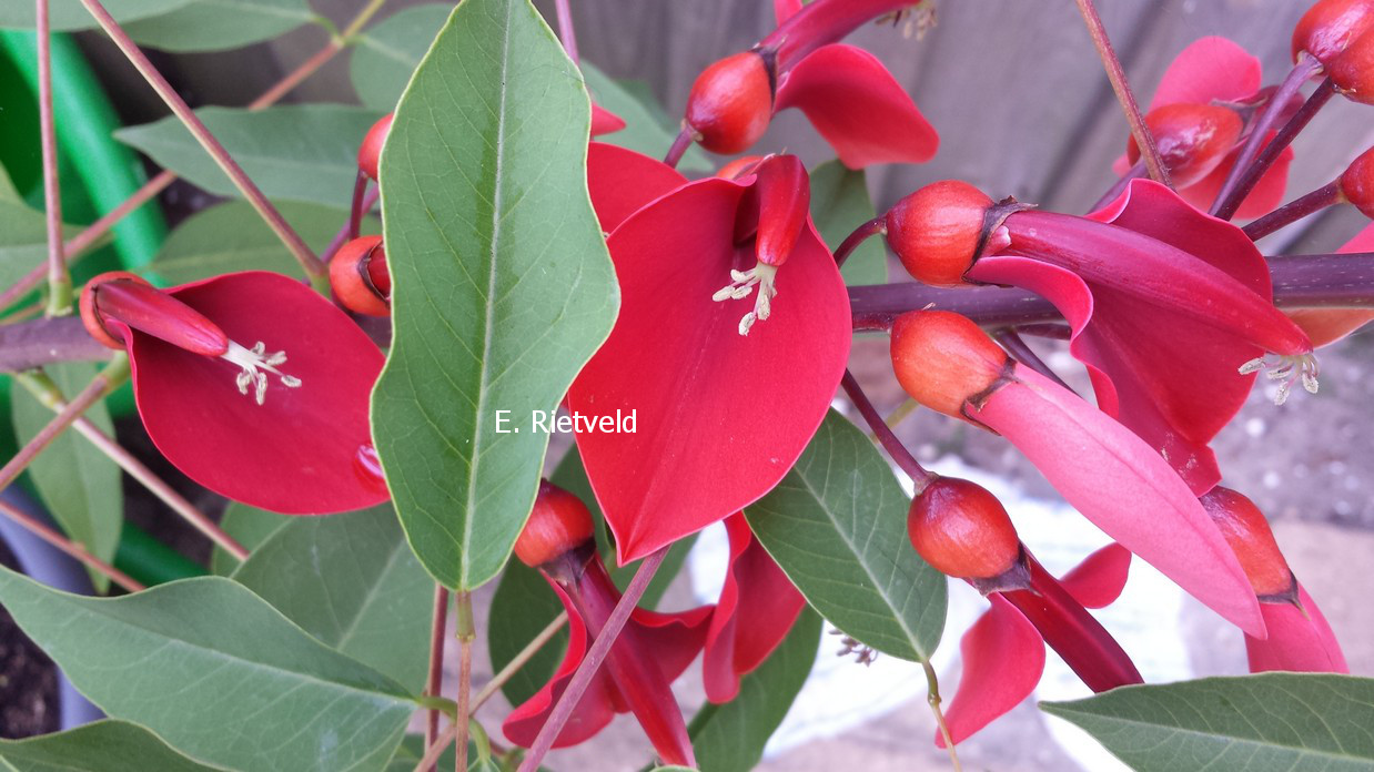 Erythrina crista-galli 'Compacta'