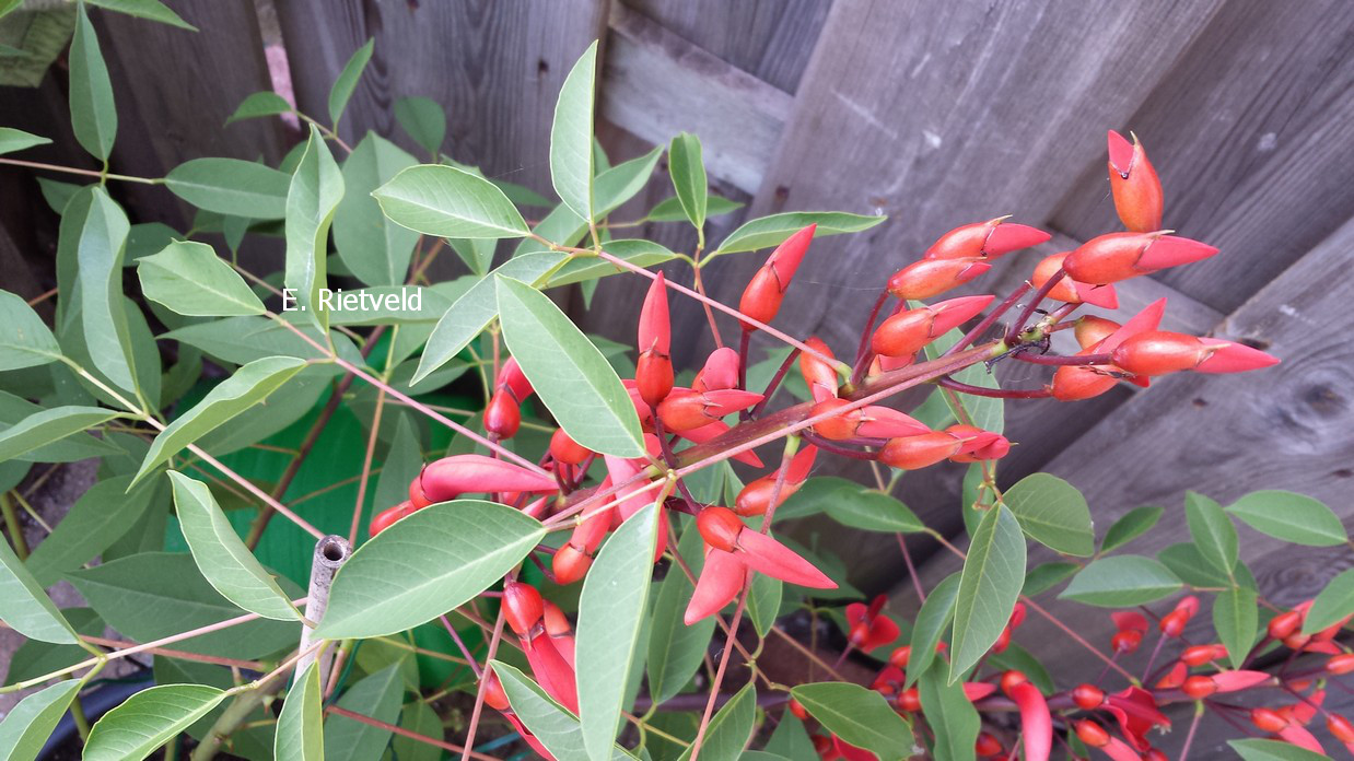 Erythrina crista-galli 'Compacta'