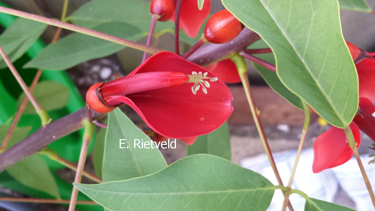 Erythrina crista-galli 'Compacta'