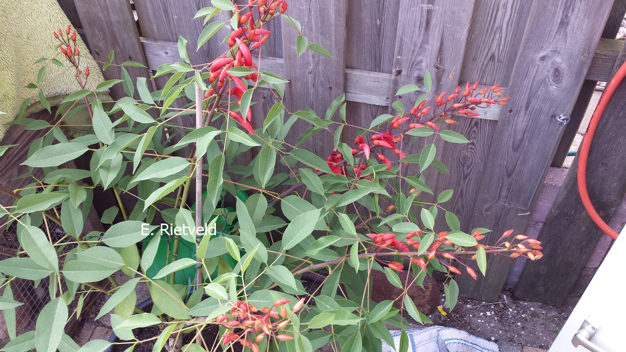 Erythrina crista-galli 'Compacta'