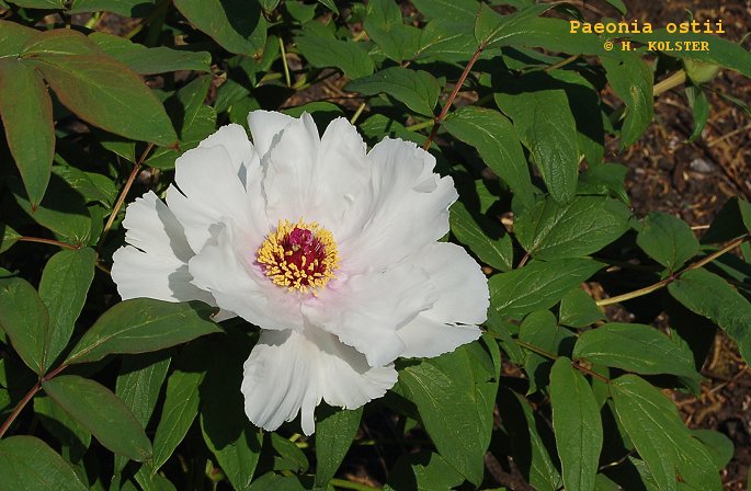 Paeonia ostii