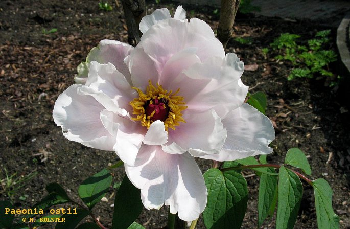 Paeonia ostii
