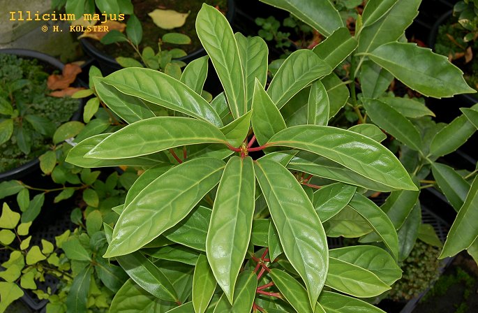 Illicium majus