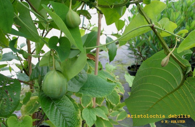 Aristolochia debilis