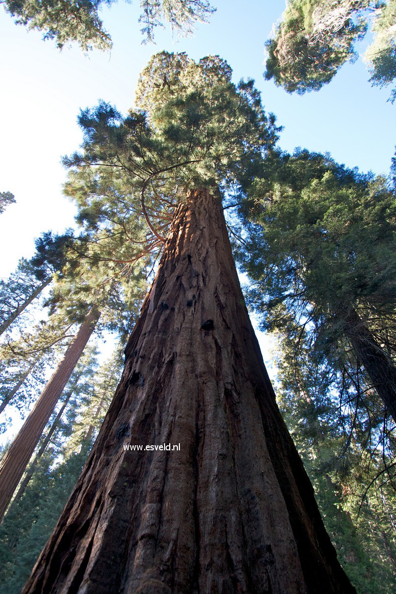 Sequoiadendron giganteum