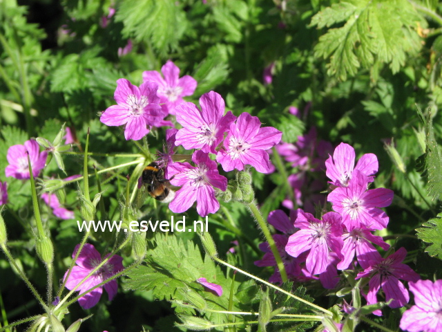 Erodium manescavii